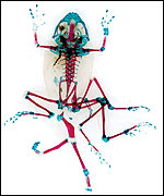 A frog cleared and stained  (C) Jonty Wilde / Yorkshire Sculpture Park 