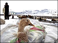 ار بين بردن طيور در ترکيه