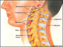 وقايه  مهره های گردن