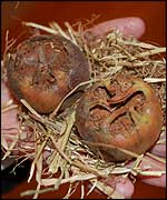 Medlar fruit at Red House