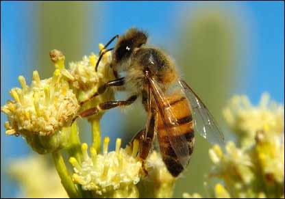 زنبور عسل