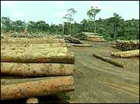Madeira extraída da Amazônia