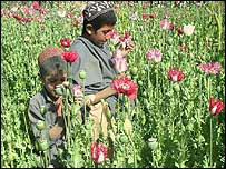 توليد مواد مخدر در افغانستان به يک تجارت پولساز تبديل شده است