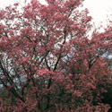 Prunus 'Okame', Ornamental cherry