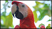 Macaw in the Amazon
