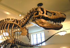 T-Rex bones on display in the American Museum of Natural History, New York