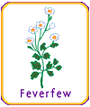 feverfew
