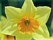 Daffodil 
