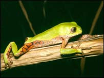 Phyllomedusa ayeaye (Foto:Celio Haddad/UNESP)