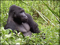 گوريل در پارک ملی کاهوزی-بيگا در کنگو