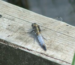 Dragonfly