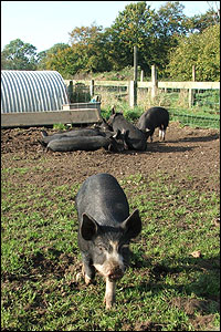 Eight Berkshire piglets