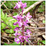Orchid image couresy and copyright of West Kent Downs Countryside Trust.