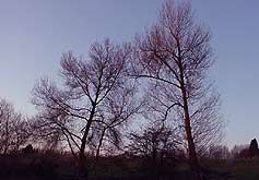 The churchyard at Cooling