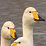 Activities Index (Image: Whooper Swans)