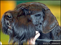 Cachorro da raça Schnauzer. Foto: Getty Images