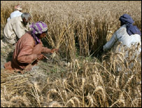 गेहूँ की फ़सल