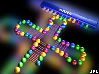 RNA