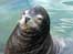 Rocky the sea lion