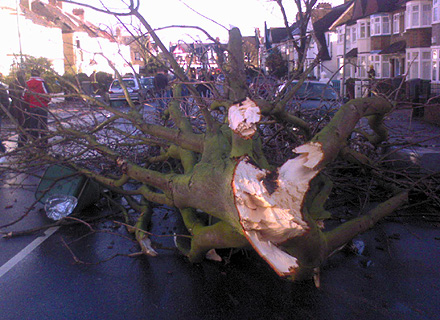 Damaged tree