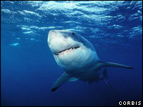 Grande tubarão branco