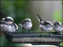 Long tailed tits in Tony's garden (Laura Whitehead)