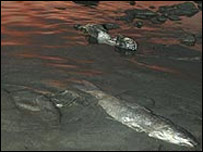 زہر آلودہ پانی میں مری ہوئی مچھلیاں 