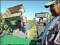 Latin Amerikalı göçmenler