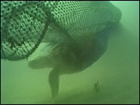 Deniz kamplumbağası