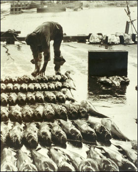 Laying out the catch