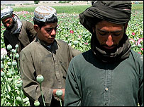 یک مزرعه خشخاش در افغانستان