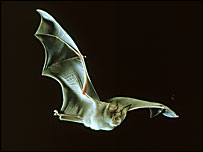 Greater Horseshoe Bat (Oxford Scientific Press)