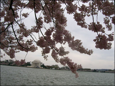 عکس از مرسده شیخ 