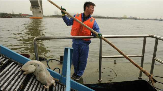 海黄浦打捞死猪尸体