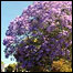 Jacarandá