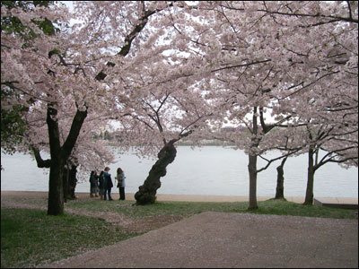 عکس از مرسده شیخ 