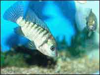 نیل تیلاپیا