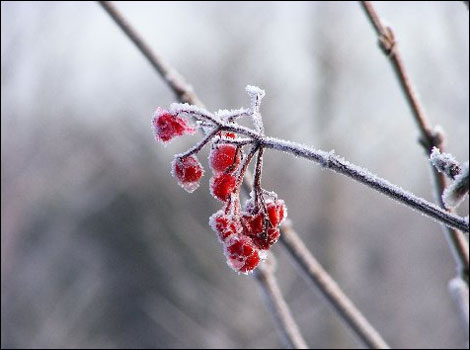 Frost in Leyland. Picture sent in by Alice Hazeldine