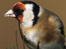 Goldfinch
