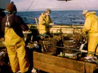 Trawlermen on the seas