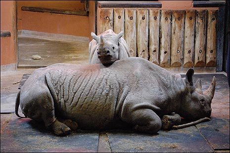 Zuri with her mum Sita