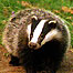 Badger
