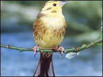 चिड़िया