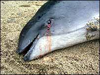 Dead dolphin
