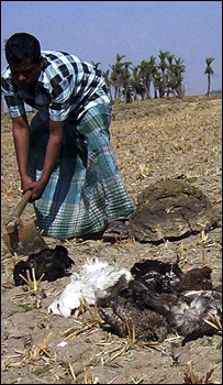 Hindistan'da kuş gribi ile mücadele