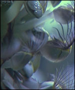 Goose barnacles - copyright Colin Froud  -  Divercol Productions  