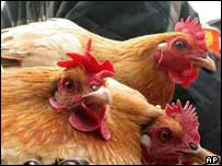 Bir tavuk çiftliği 