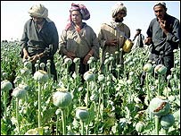 کشتزار خشخاش در افغانستان