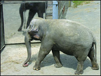 Elefante