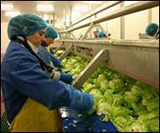 Preparing salads in Wigan